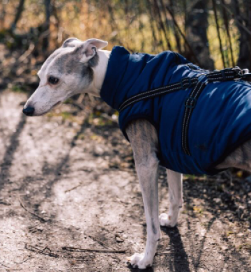 Important Advice for Keeping Your Dog Safe and Comfortable While Travelling in the Winter