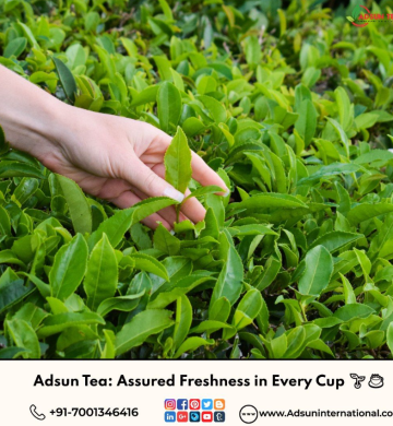 Premium Assam Tea Supplier – Bulk Supply of High-Quality Tea with Guaranteed Freshness and Flavor.