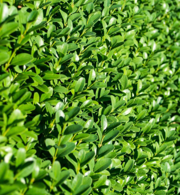 Top Lawn Mowing Botany Services for a Pristine Garden