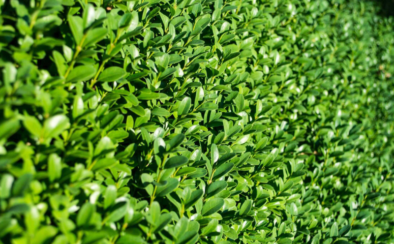 images Media