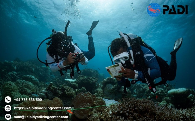 Media