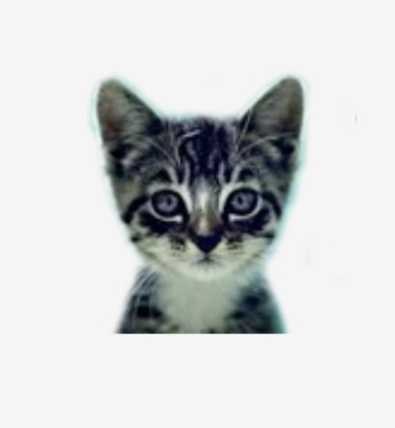 We Love Cats and Kittens